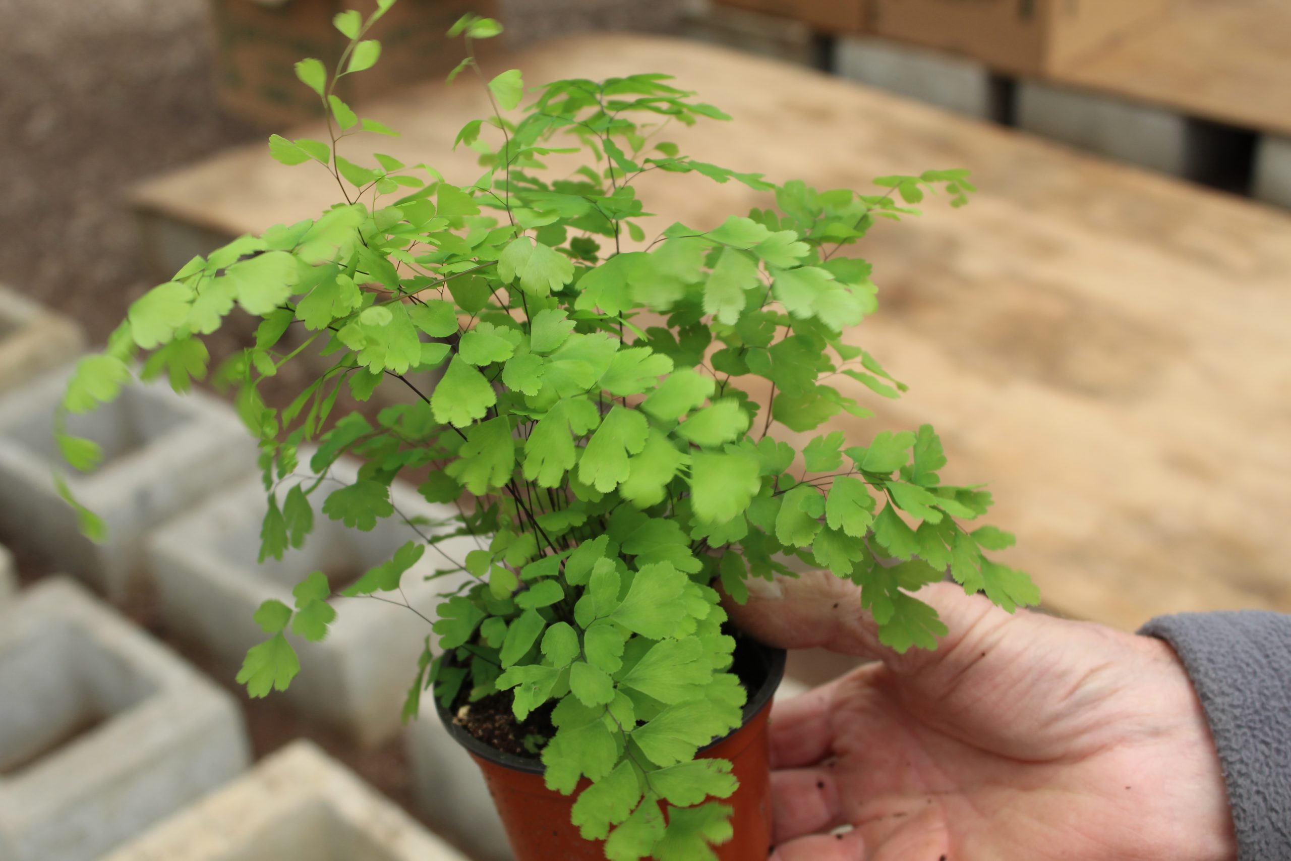 .4″ Fern Maidenhair Asst – Tri State Foliage Spring Store